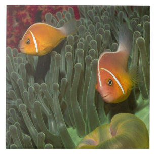 Carreau Anemonefish rose dans l'actinie de Magnificant