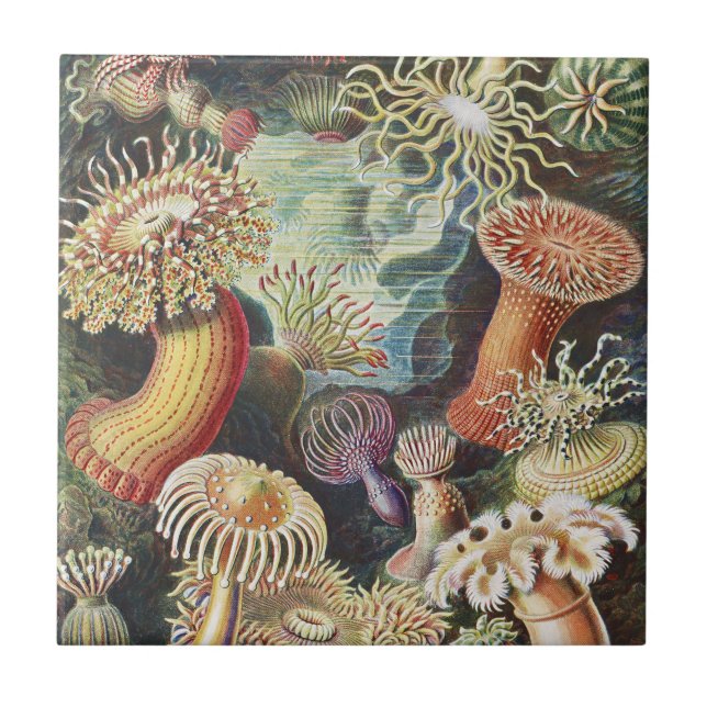 Carreau Anémones de mer de Haeckel Collage d'art de vie na (Devant)