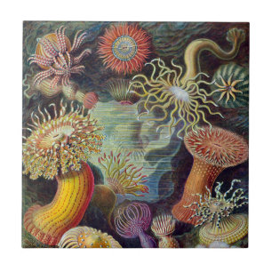 Carreau Anémones de mer vintage par Ernst Haeckel