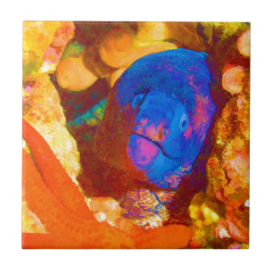 Carreau Anguille de Moray