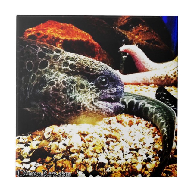 Carreau anguille tachetée (Devant)