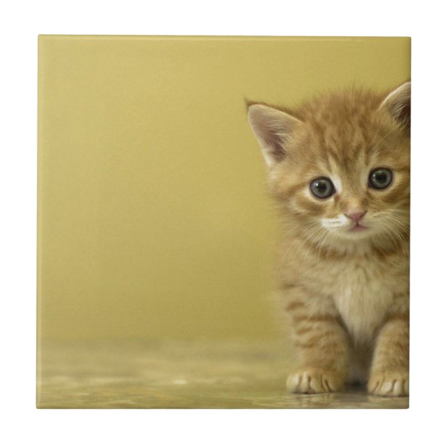 Carreau Animal - chaton curieux de bébé (Devant)