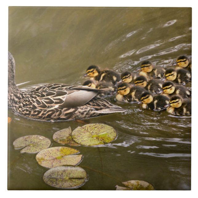 Carreau Animal - Ducks - Swim like a duck (Devant)
