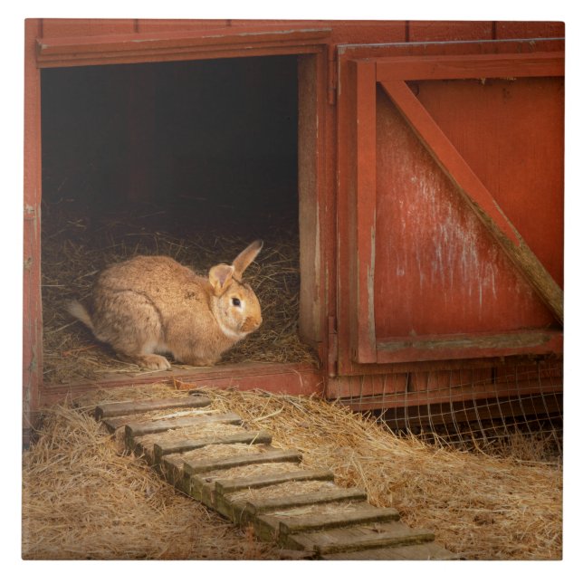 Carreau Animal - Lapin - Faire des œufs pour Pâques (Devant)