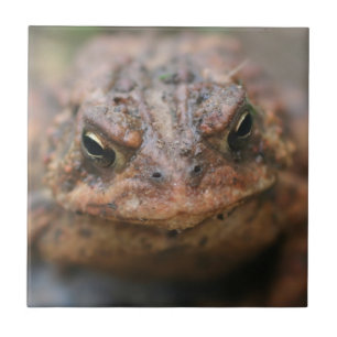 Carreau Animal mignon Visage de crapaud