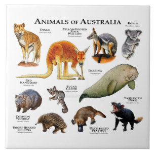 Carreau Animaux d'Australie