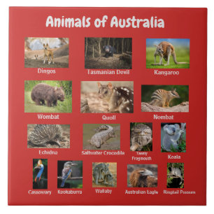 Carreau Animaux en Australie