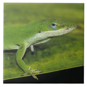 Carreau Anolis vert, Anolis carolinensis, adulte sur un pa
