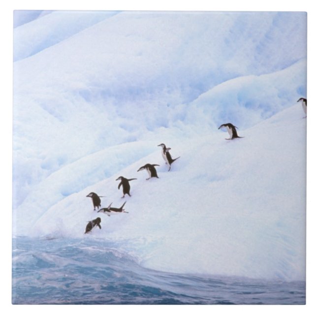 Carreau Antarctica, péninsule Antarctique. Chinstrap (Devant)