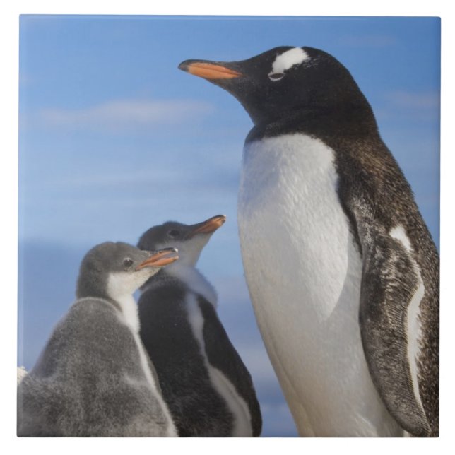 Carreau Antarctique, Anse Neko. Manchot gentoo 2 (Devant)