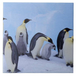 Carreau Antarctique, Emporer Penguins