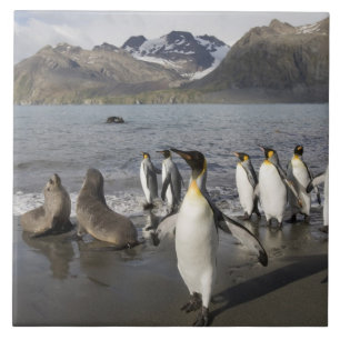 Carreau Antarctique, île de Géorgie du Sud (Royaume-Uni),