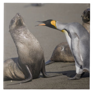 Carreau Antarctique, île de Géorgie du Sud (Royaume-Uni),