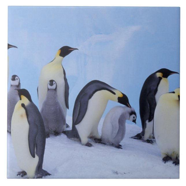 Carreau Antarctique, Manchots empereurs (Devant)