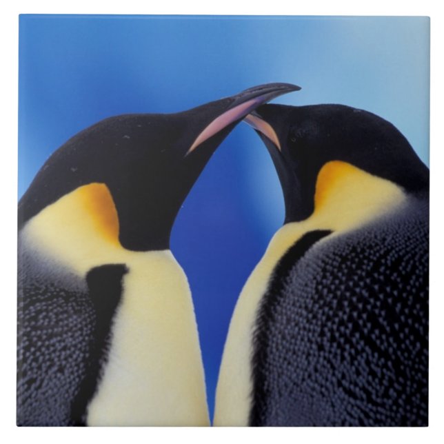Carreau Antarctique, Manchots empereurs (Devant)