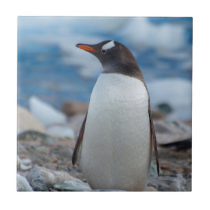 Carreau Antarctique. Neko Harbor. Manchot papou