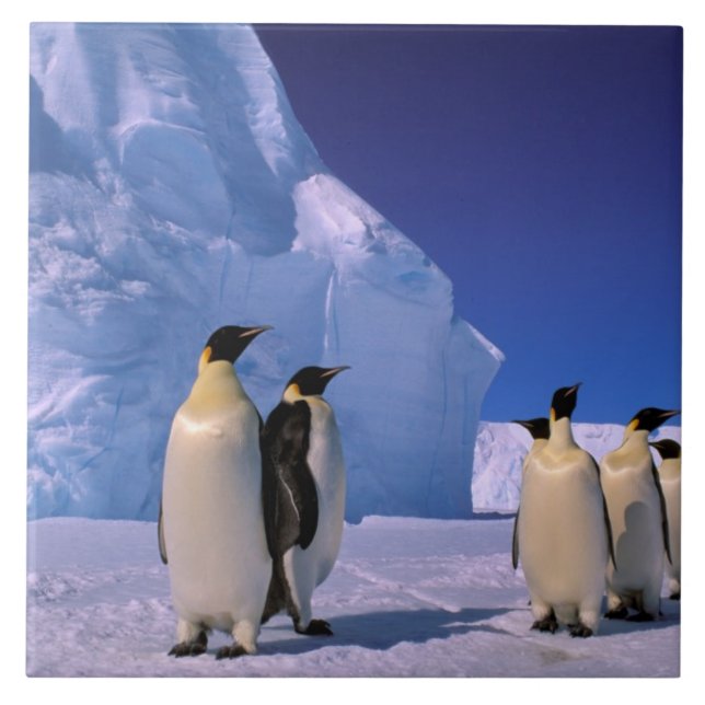 Carreau Antarctique, territoire australien antarctique, 7 (Devant)