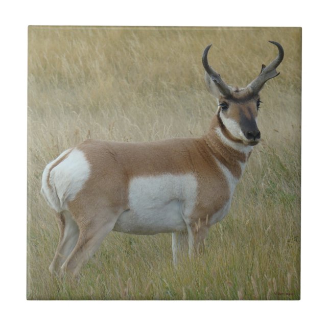 Carreau Antilope d'Amérique A1 Gros Buck (Devant)