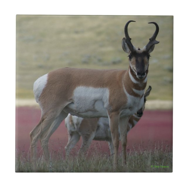 Carreau Antilope d'Amérique A24 (Devant)