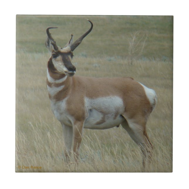 Carreau Antilope d'Amérique A37 Corne Tordue (Devant)