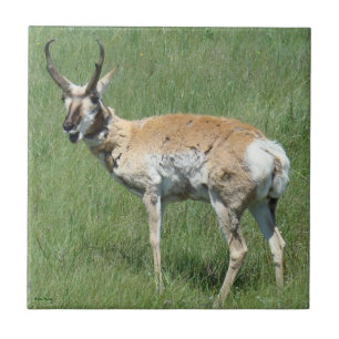 Carreau Antilope d'Amérique A3 en train de mâcher