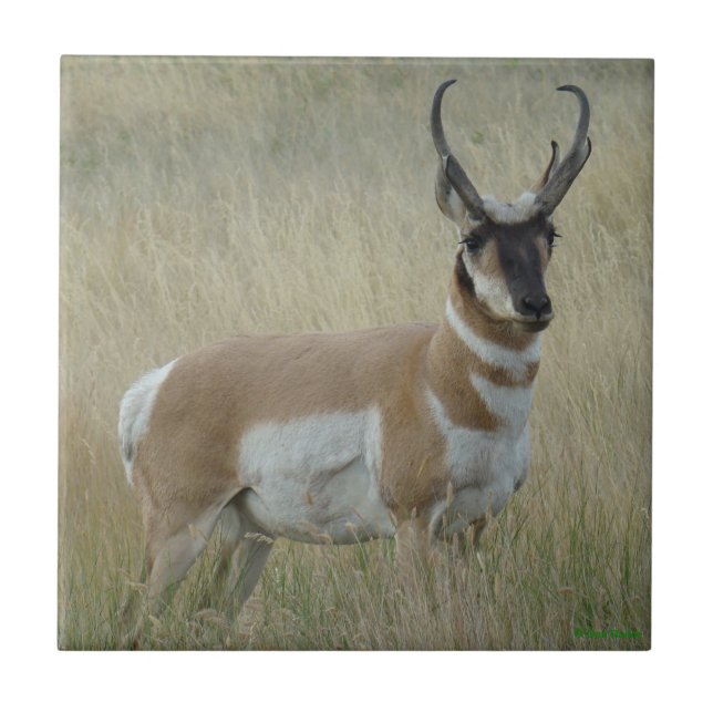 Carreau Antilope d'Amérique A8 Gros Buck (Devant)