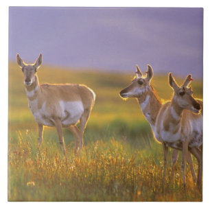 Carreau Antilope d'Amérique dans le Montana
