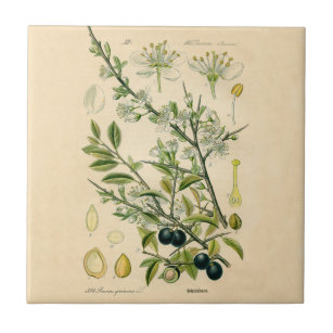 Carreau Antique Blackthorn Botanique Imprimé Fleur Berry