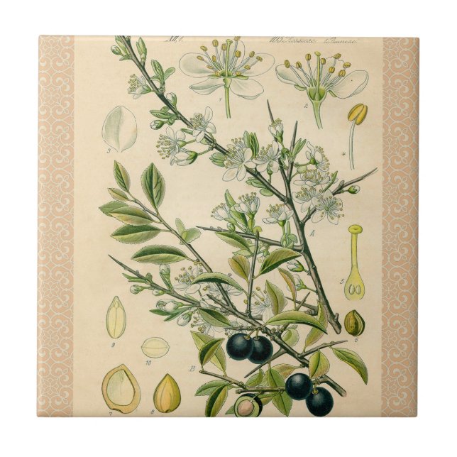 Carreau Antique Blackthorn Botanique Imprimé Fleur Berry (Devant)