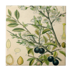 Carreau Antique Blackthorn Botanique Imprimé Fleur Berry