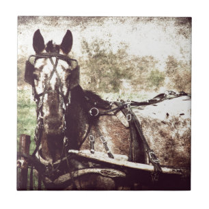 Carreau Appaloosa Horse