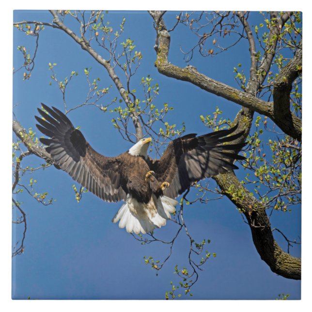 Carreau Approche d'atterrissage (Devant)