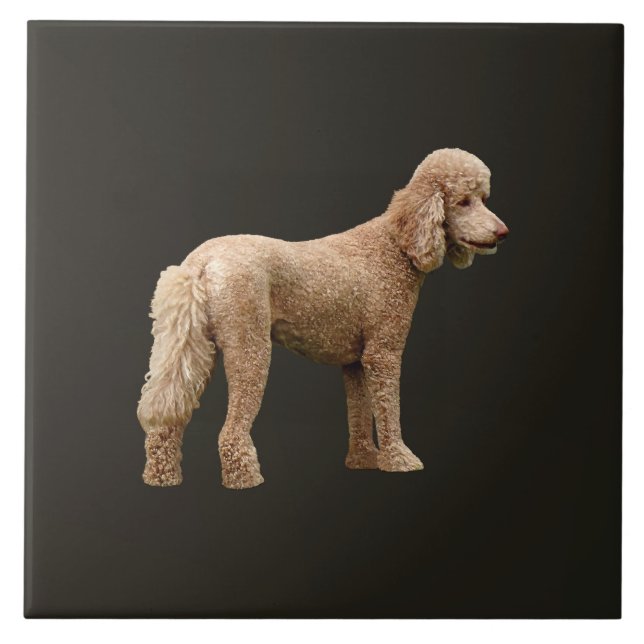 Carreau Apricot Poodle (Devant)