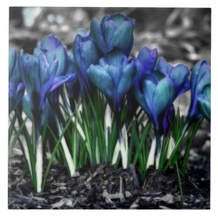 Carreau Aqua Blue Crocus Blooms