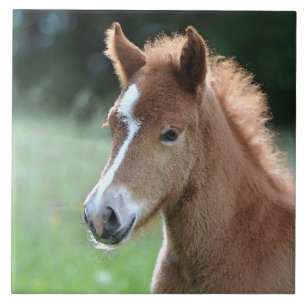 Carreau Aqua_Horse_20180101