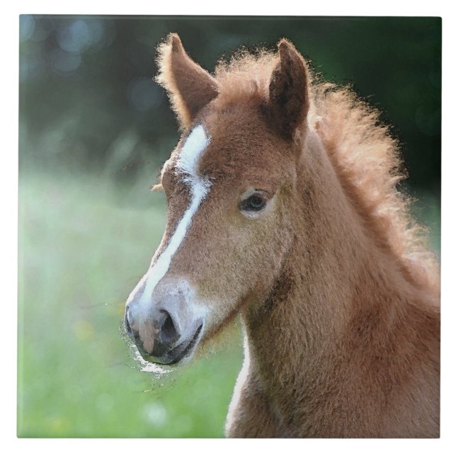 Carreau Aqua_Horse_20180101 (Devant)