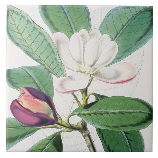 Carreau Aquarelle Botanique Blanc Magnolia & Feuilles vert (Devant)