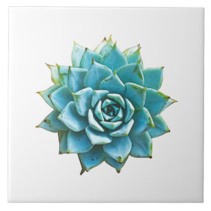 Carreau Aquarelle Succulente