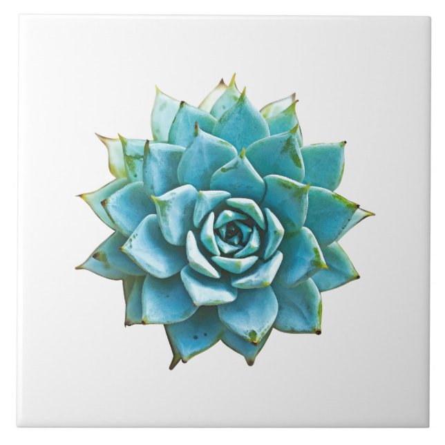 Carreau Aquarelle Succulente (Devant)
