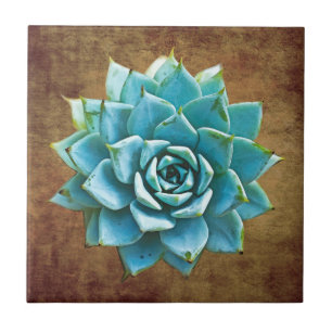 Carreau Aquarelle succulente sur Brown rustique