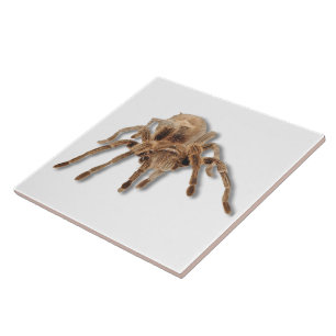 Carreau Araignée 6x6 de tarentule