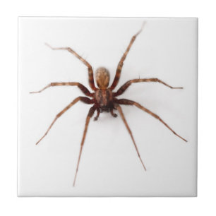 Carreau Araignée Déplaisante