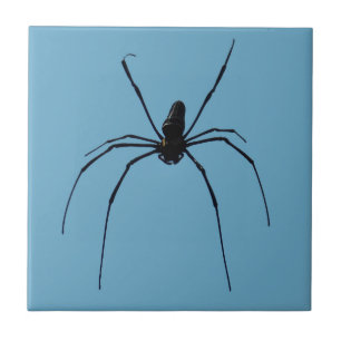 Carreau Araignée petite (4,25 po x 4,25 po) Carrelage pho