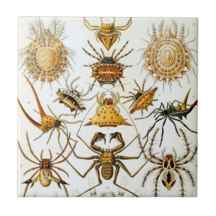 Carreau Araignées ou arachnides vintage par Ernst Haeckel