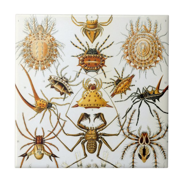 Carreau Araignées ou arachnides vintages par Ernst Haeckel (Devant)