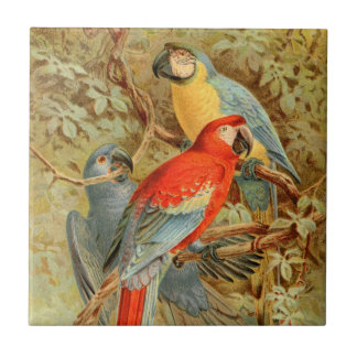 Carreau Aras colorés vintages