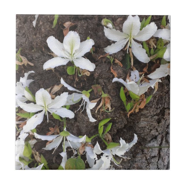Carreau Arbre (Devant)