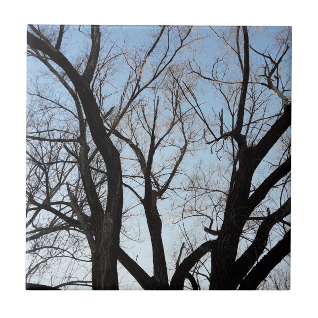 Carreau Arbre (Devant)