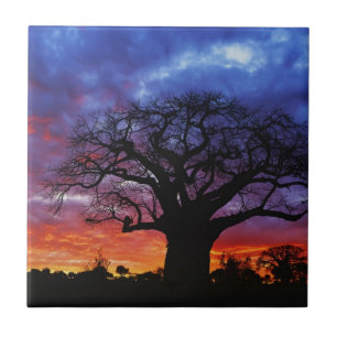 Carreau arbre baobab africain, Adansonia digitata 2