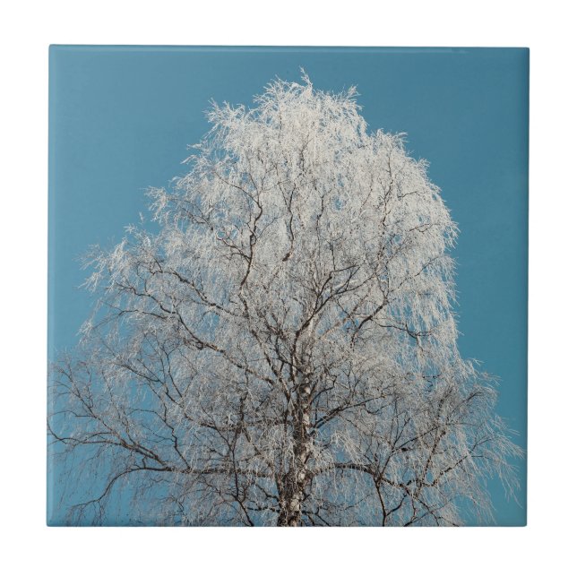 Carreau Arbre blanc contre ciel bleu sans nuages (Devant)